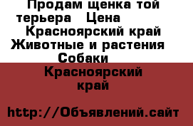 Продам щенка той терьера › Цена ­ 5 000 - Красноярский край Животные и растения » Собаки   . Красноярский край